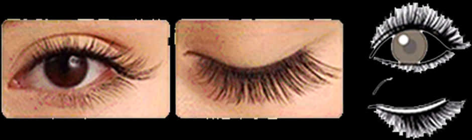 Eyelash Extensions Before After Illustration