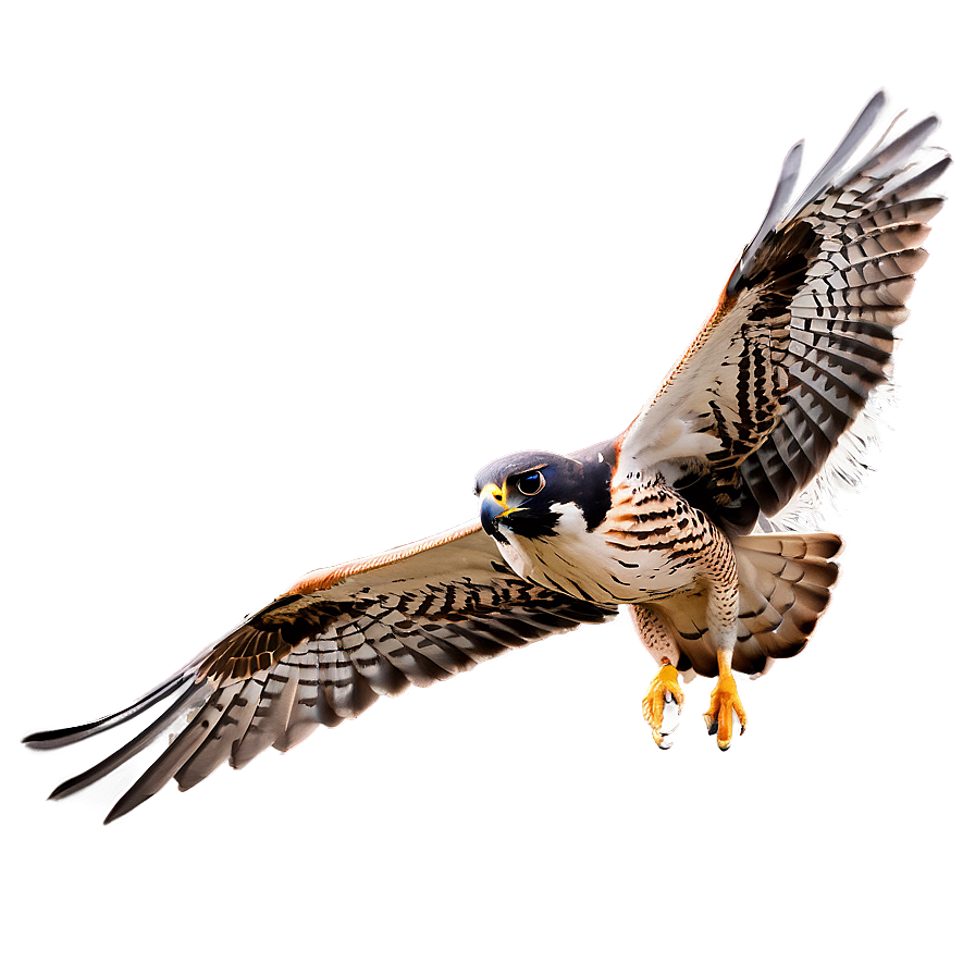 Falcon Bird Hunting Png Dic