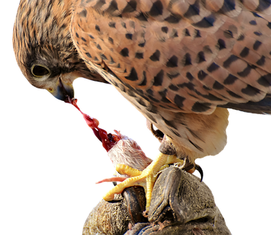 Falcon Feedingon Prey PNG with transparent background