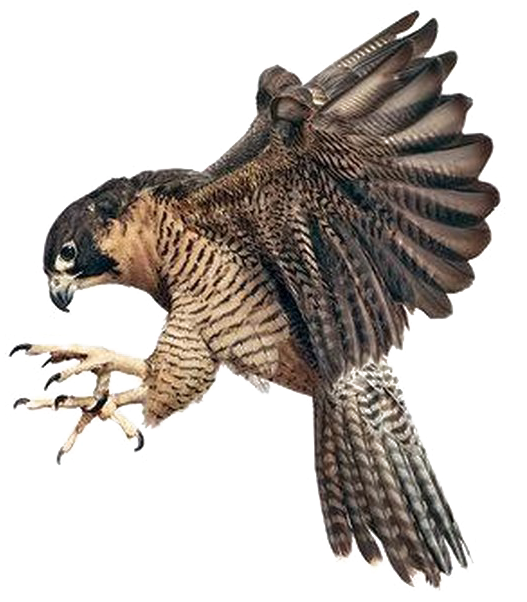 Falcon Png Image Background - Peregrine Falcon Claws Out, Transparent Png PNG with transparent background