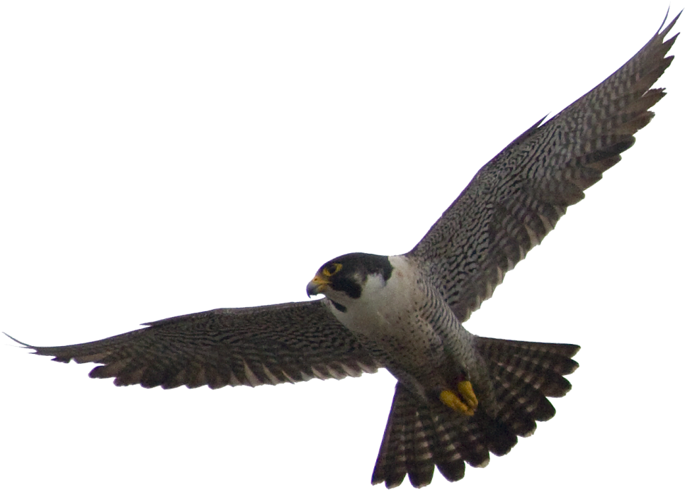 Falcon Png Images Free Download - Peregrine Falcon Transparent Background, Png Download PNG with transparent background