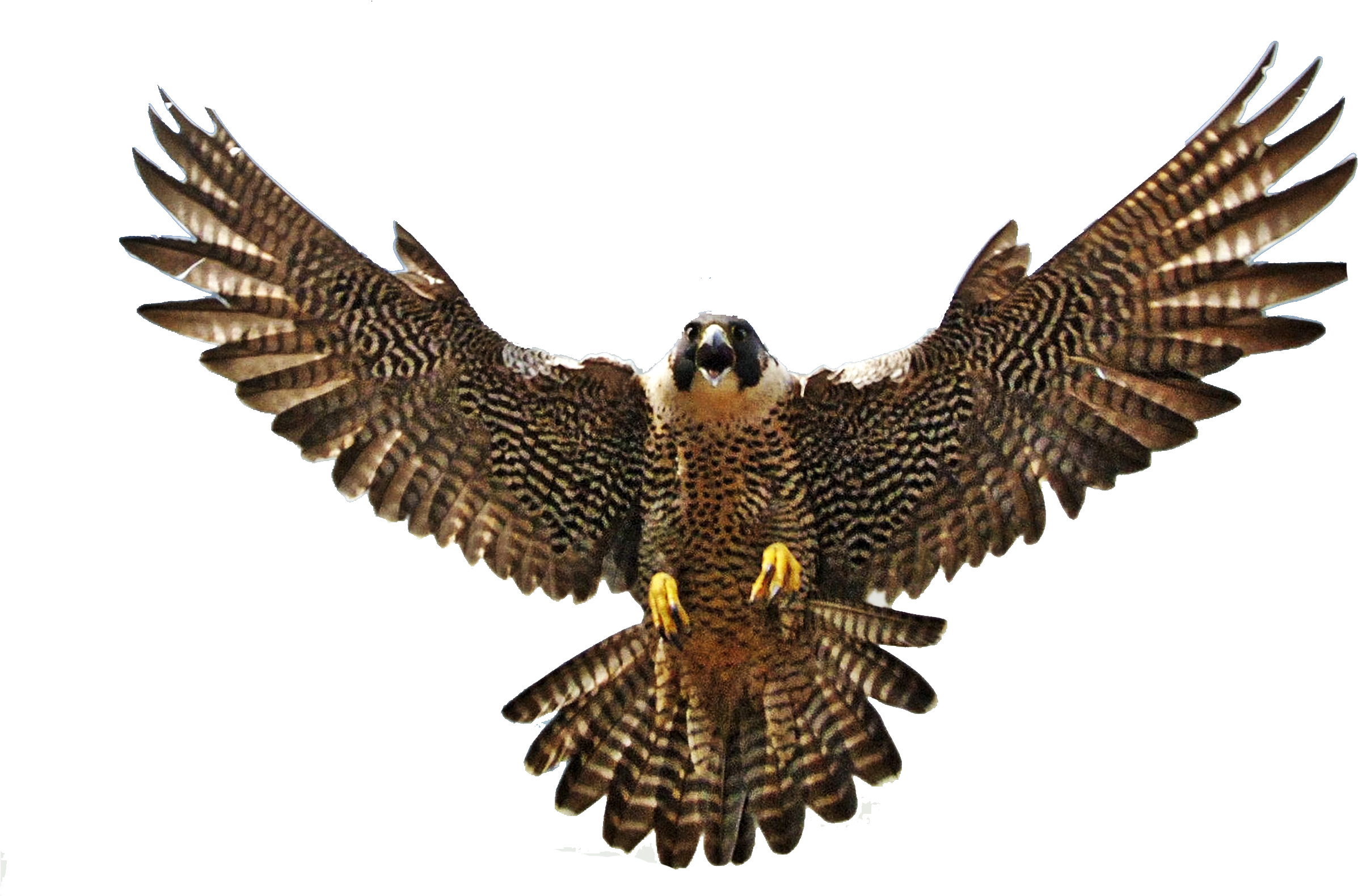 Falcon With Spread Wings, HD Png Download PNG with transparent background