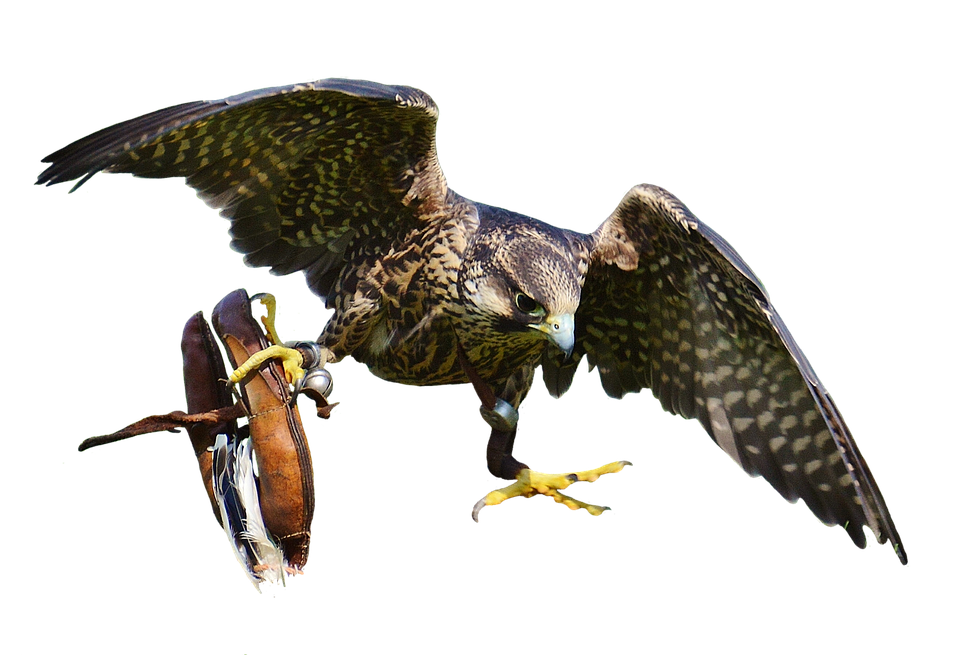 Falconin Flightwith Gloves PNG with transparent background