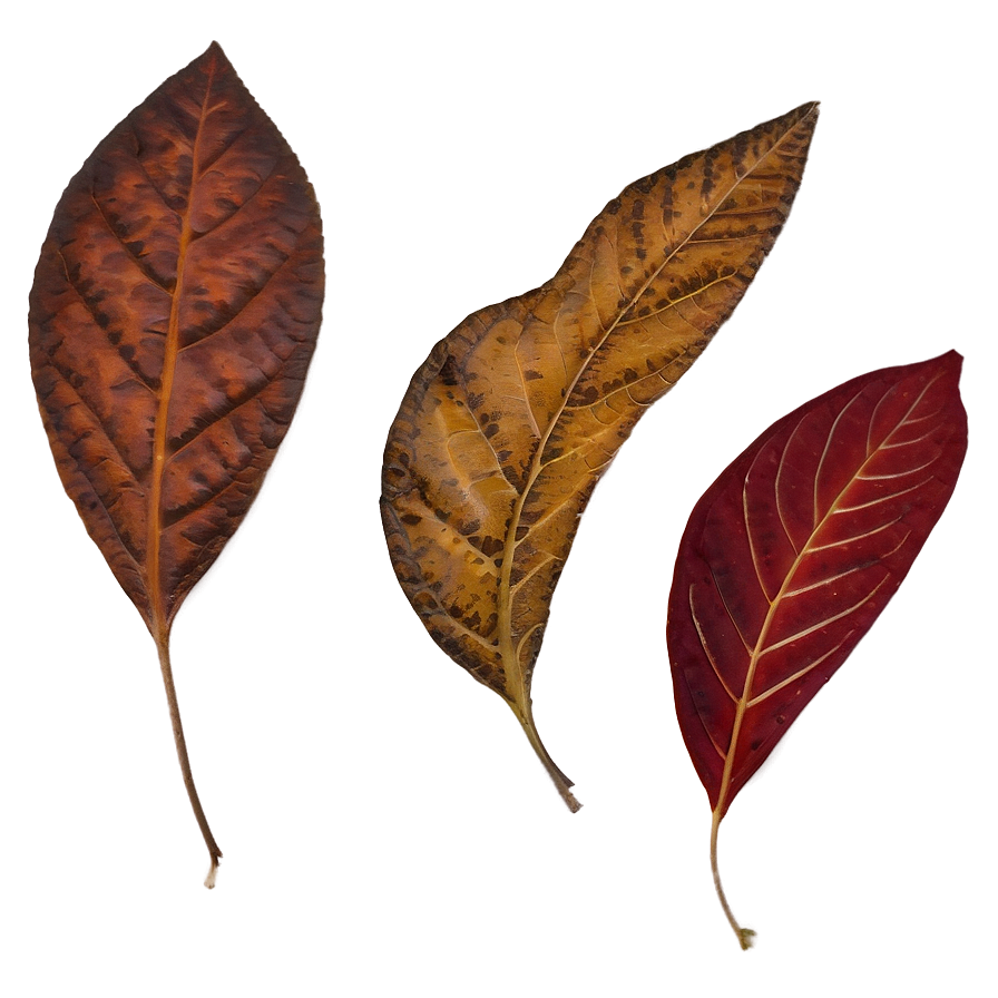 Fall Foliage Png Kub