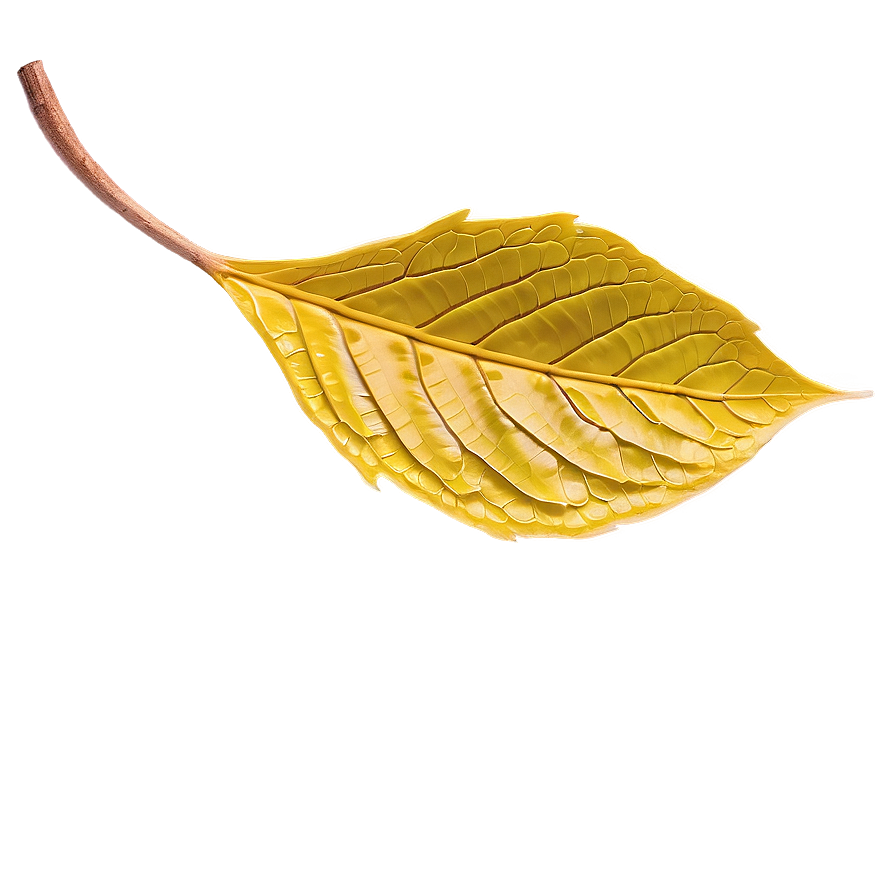 Fall Leaf Close-up Png Yfq30