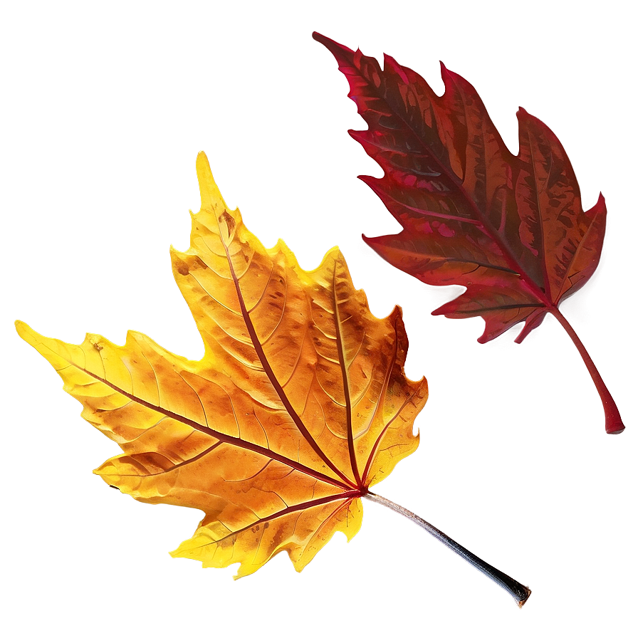 Fall Leaf In Sunlight Png Dyw80