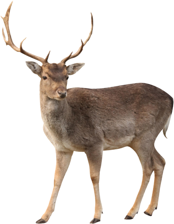 Fallow Deer Standing Transparent Background.png