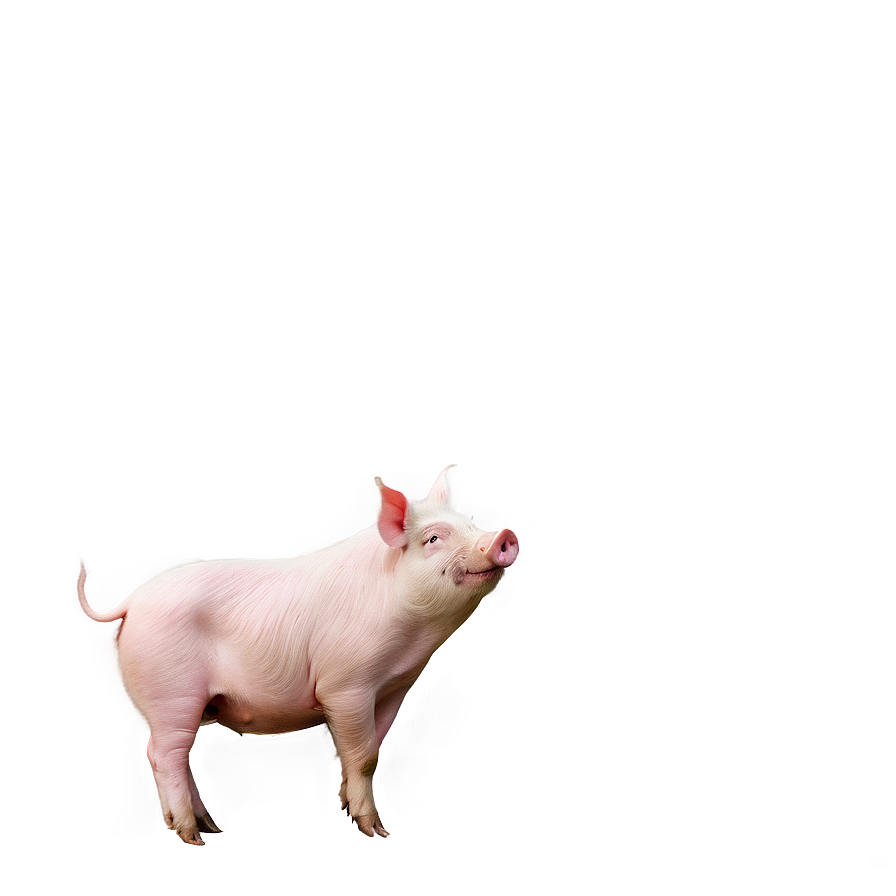 Fancy Pig Png Nwr