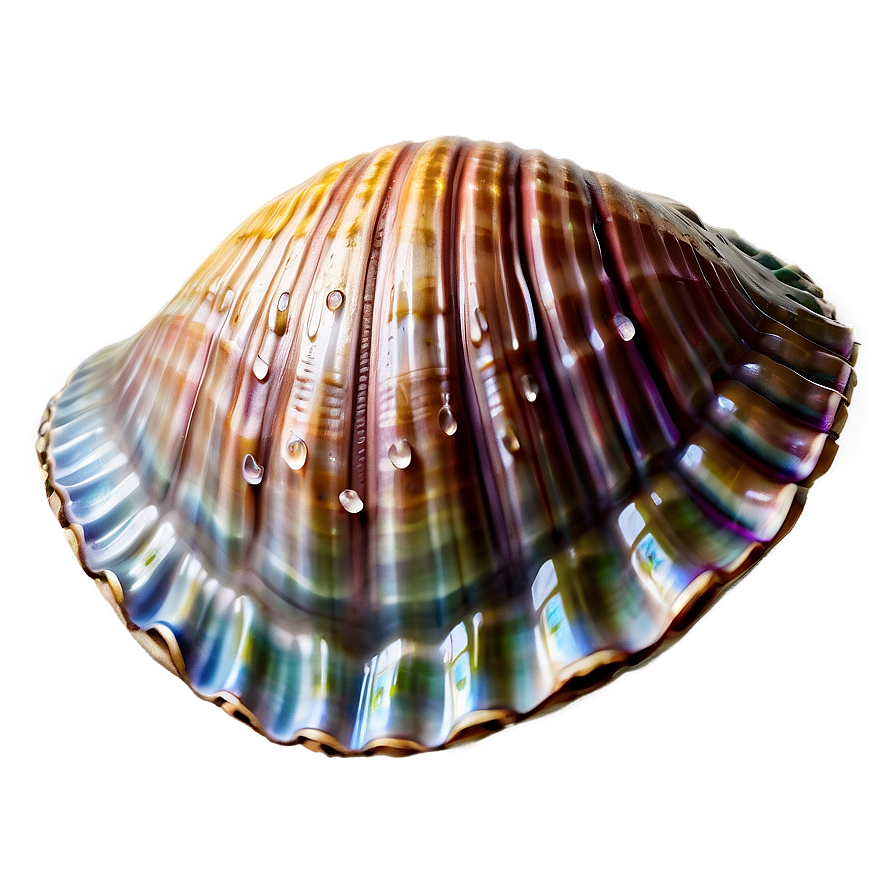 Fantasy Clam Shell Png 79