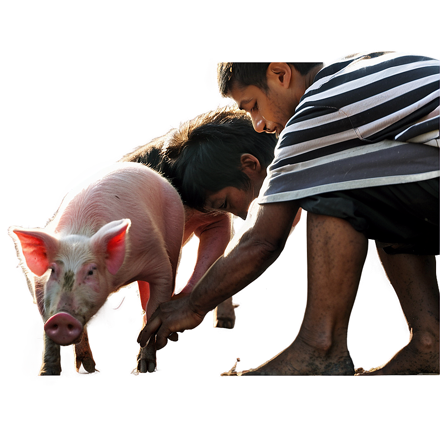 Farmer Feeding Pigs Png Enj15