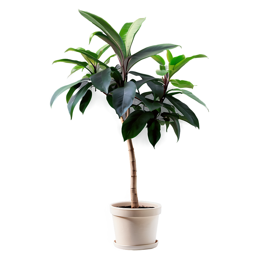 Fast Growing Plant Png Jlv