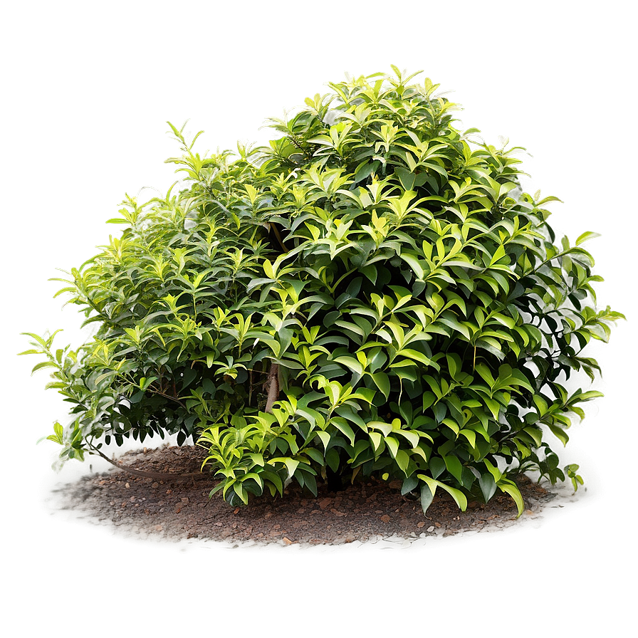 Fast Growing Shrubs Png Ydc