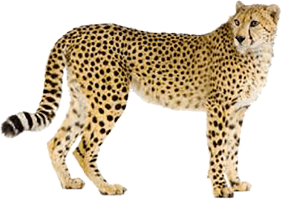 Fast Like A Cheetah, HD Png Download PNG with transparent background