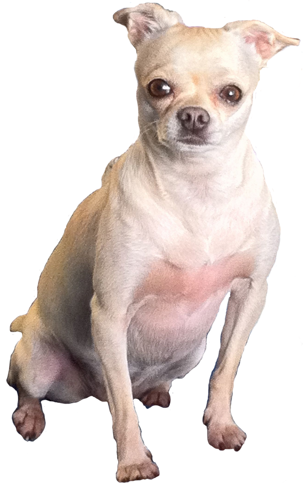 Fat Chihuahua Transparent , Png Download, Png Download PNG with transparent background