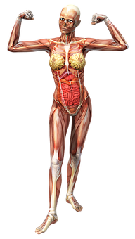 Female_ Muscular_ System_ Pose PNG with transparent background