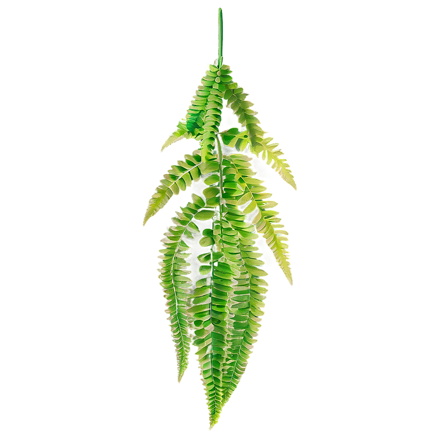 Fern Hanging Plant Png 05252024