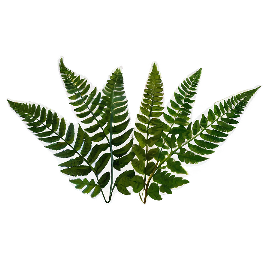 Fern Leaf Botanical Print Png 06282024