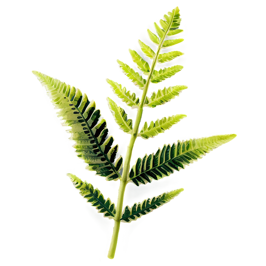 Fern Leaf Fossil Impression Png 86