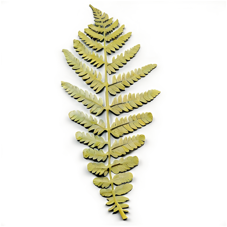 Fern Leaf Fossil Impression Png Rdj