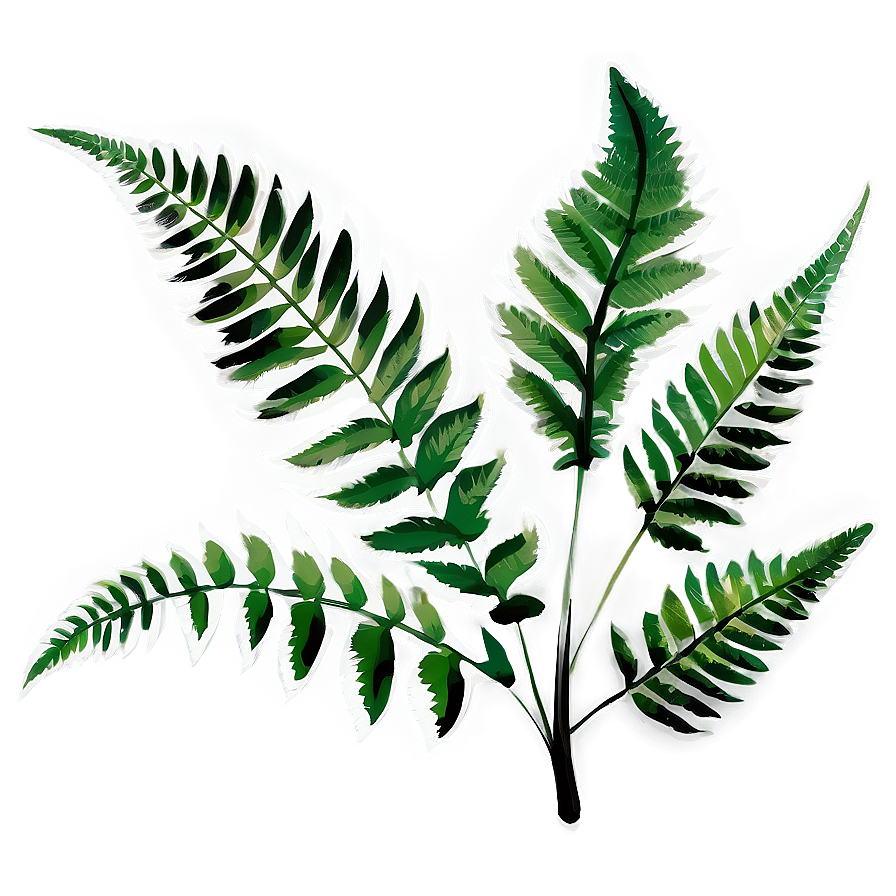 Fern Leaf In Black And White Png Bfl20