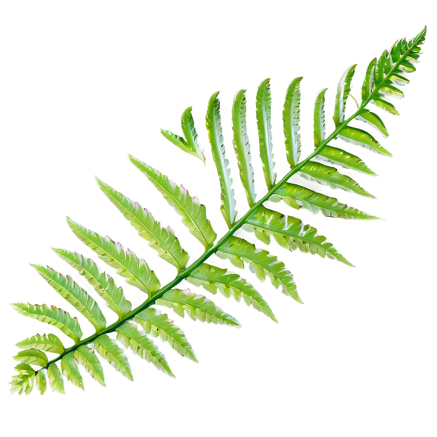 Fern Leaf In Natural Habitat Png Cxv