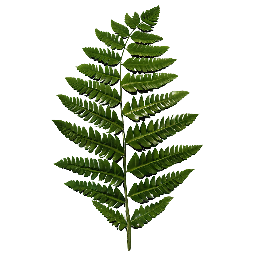 Fern Leaf Wedding Decoration Png 29