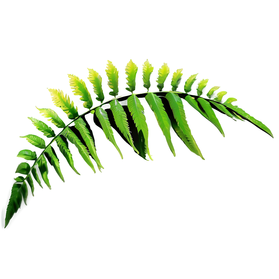 Fern Leaf Zen Garden Png 06282024