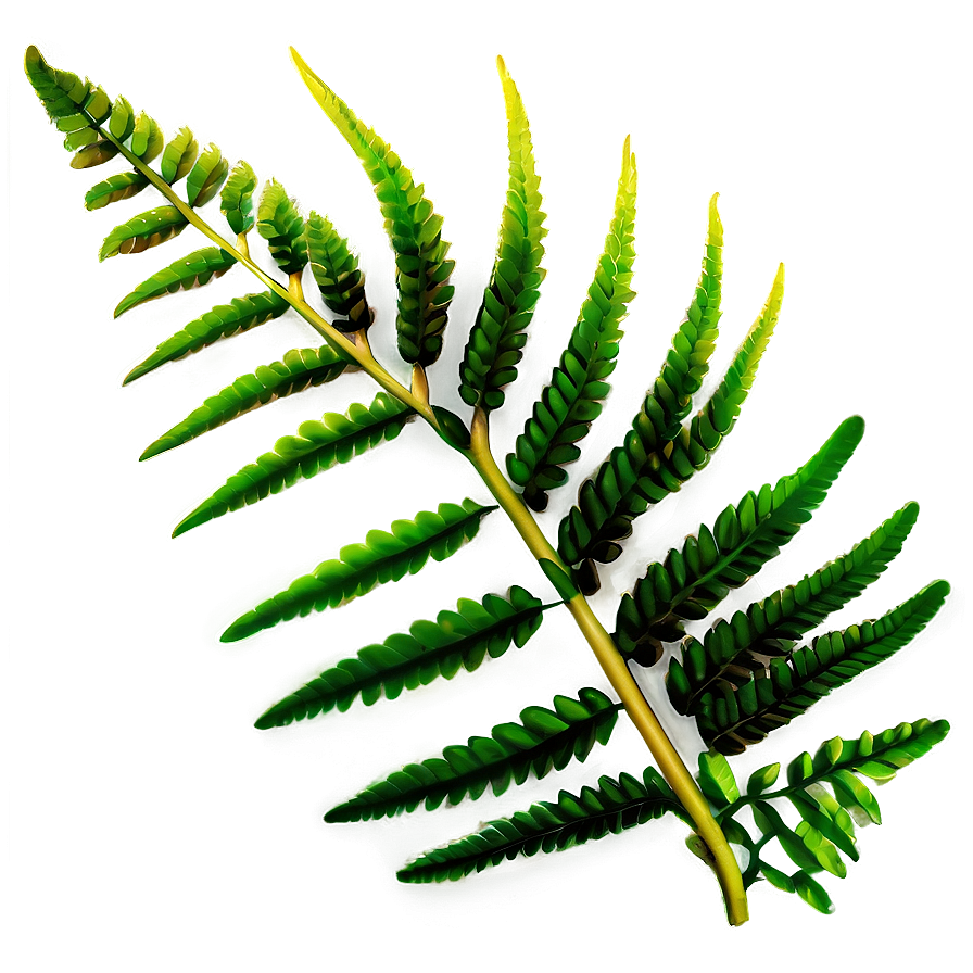 Fern Leaves Png 05042024