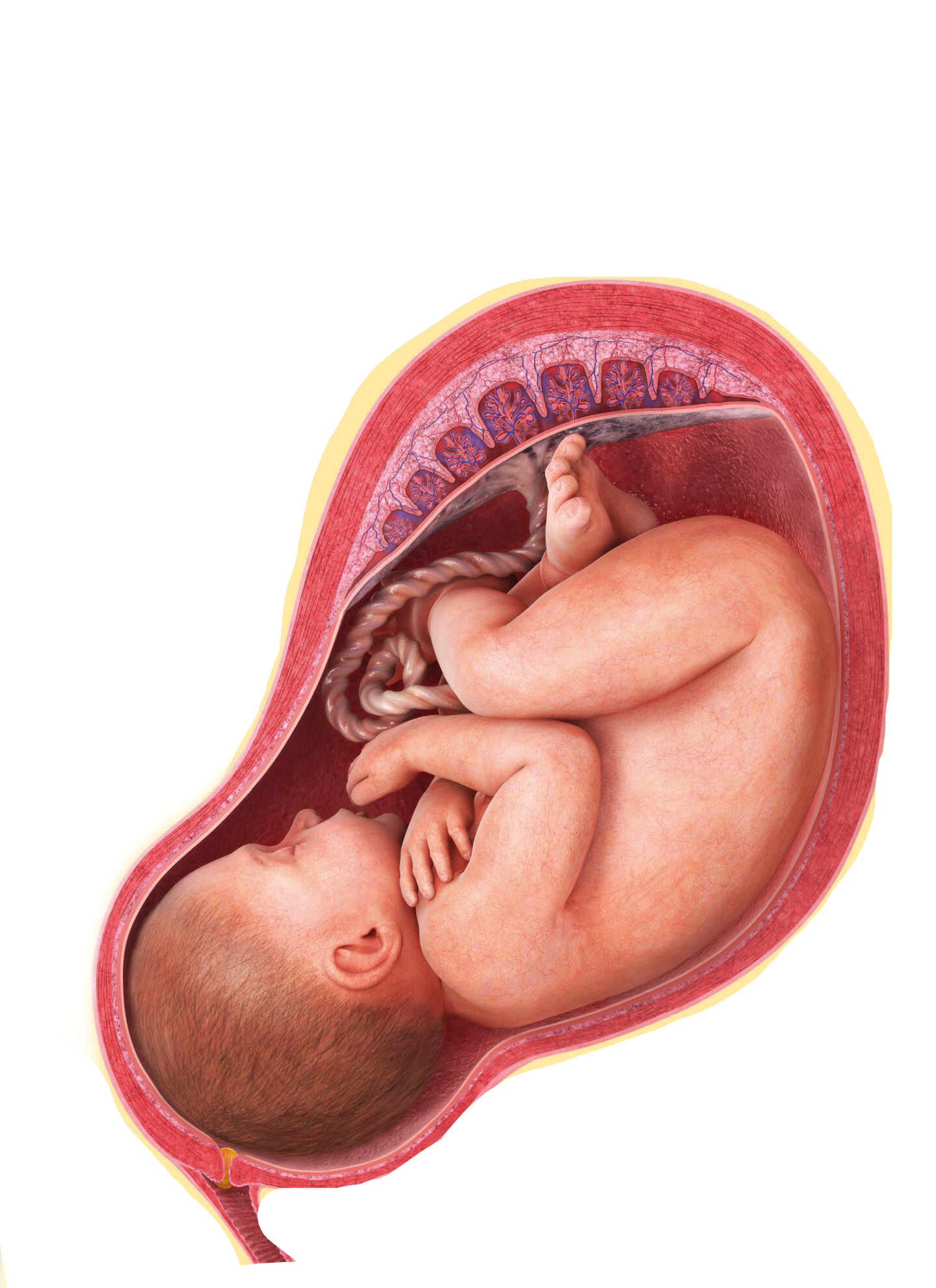 Fetal Developmentin Utero