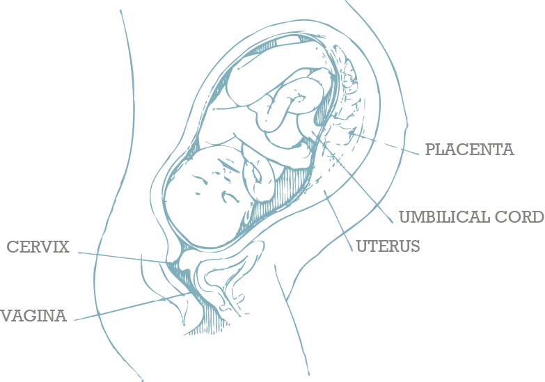 Fetal Developmentin Uterus Diagram