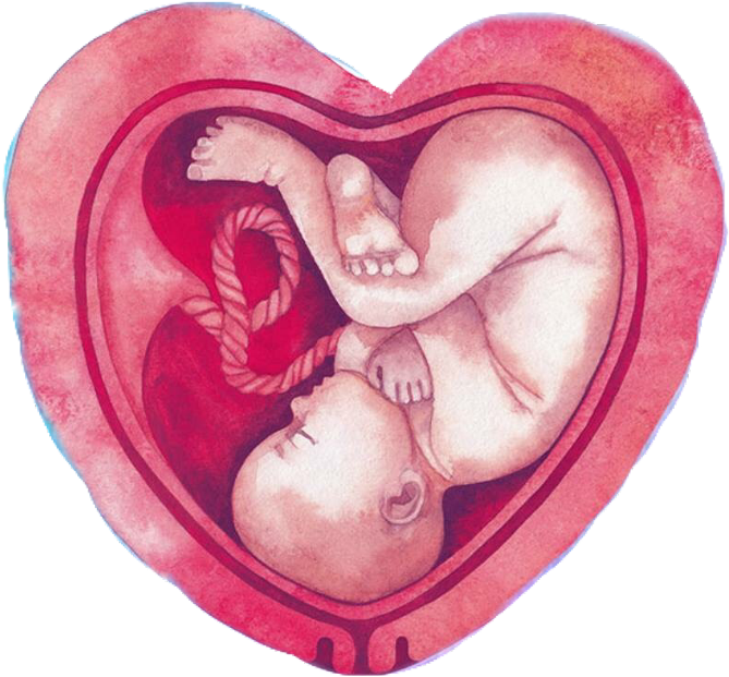 Fetal_ Embrace_in_ Heart_ Shaped_ Womb