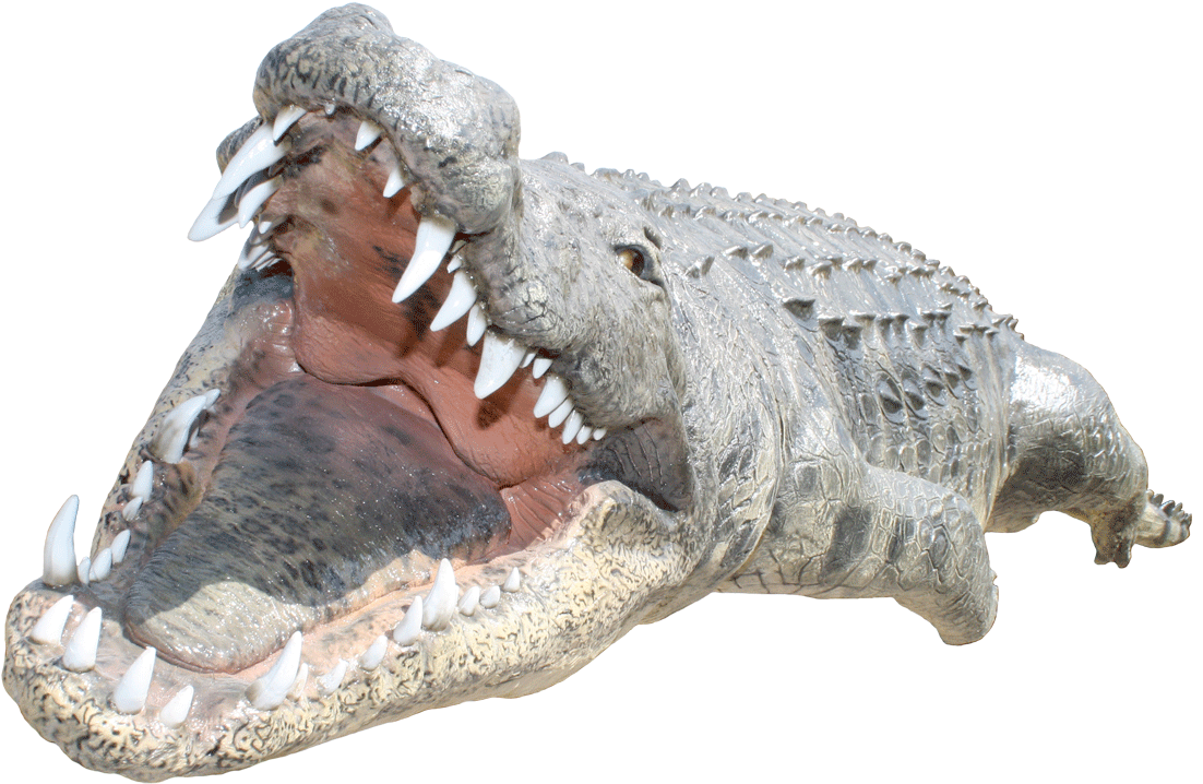 Fierce Crocodile Open Mouth