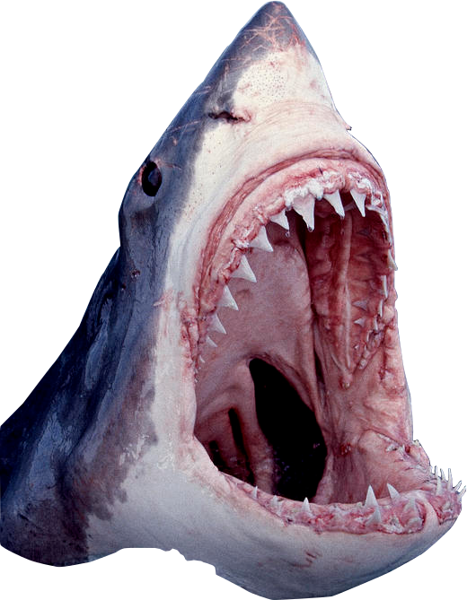 Shark Mouth Open Png - Great White Shark Mouth Open PNG with transparent background