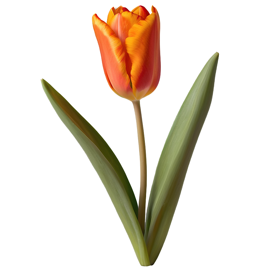 Fiery Orange Tulip Png 78