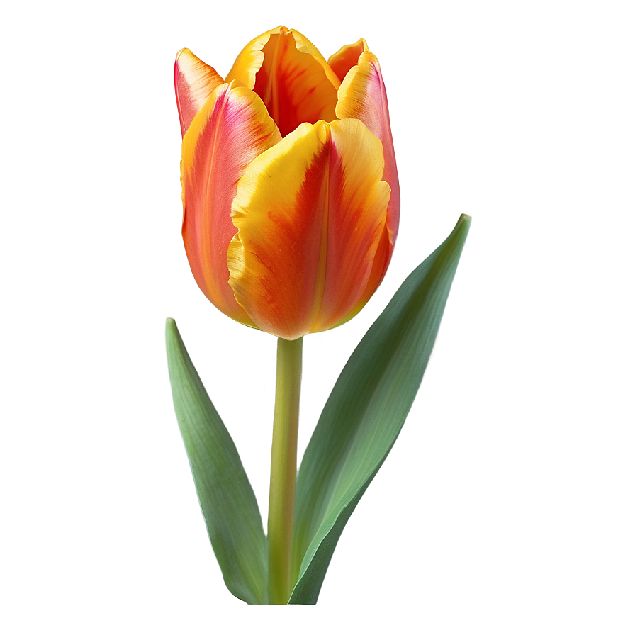 Fiery Orange Tulip Png Yjk39