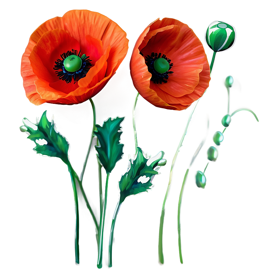 Fiery Red Poppies Image Png 06122024