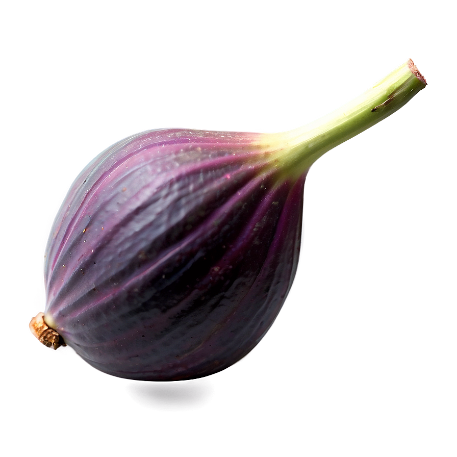 Fig Hand Drawn Sketch PNG 91 PNG image with a transparent background, free high-resolution download