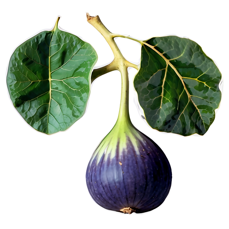 Fig Leaf Design PNG 06202024 PNG image with a transparent background, free high-resolution download
