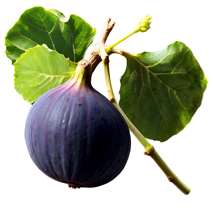 Fig Vineyard Scenery PNG vuh PNG image with a transparent background, free high-resolution download