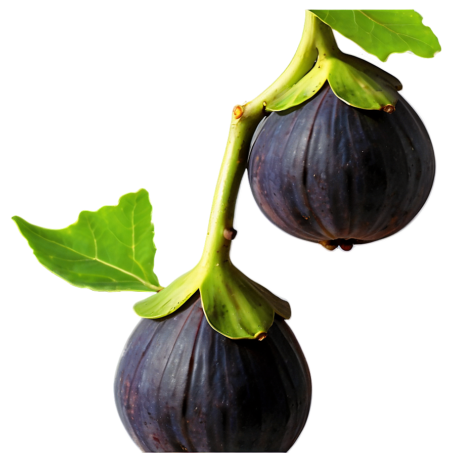 Figs On Vine Png Fwu72