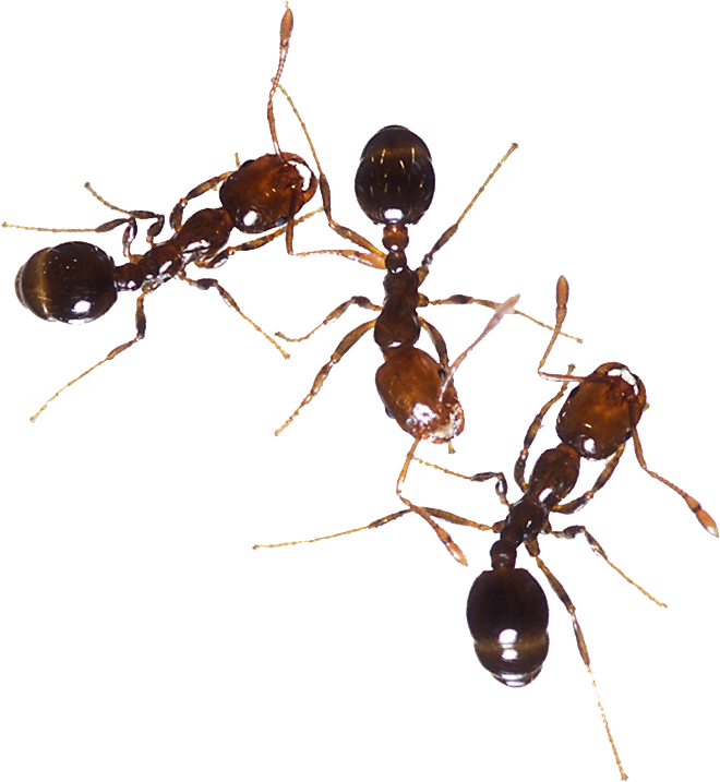 Ants - Fire Ant, HD Png Download PNG with transparent background