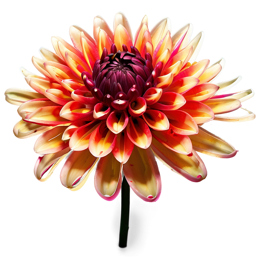 Firework Dahlia Explosion Png Erc35