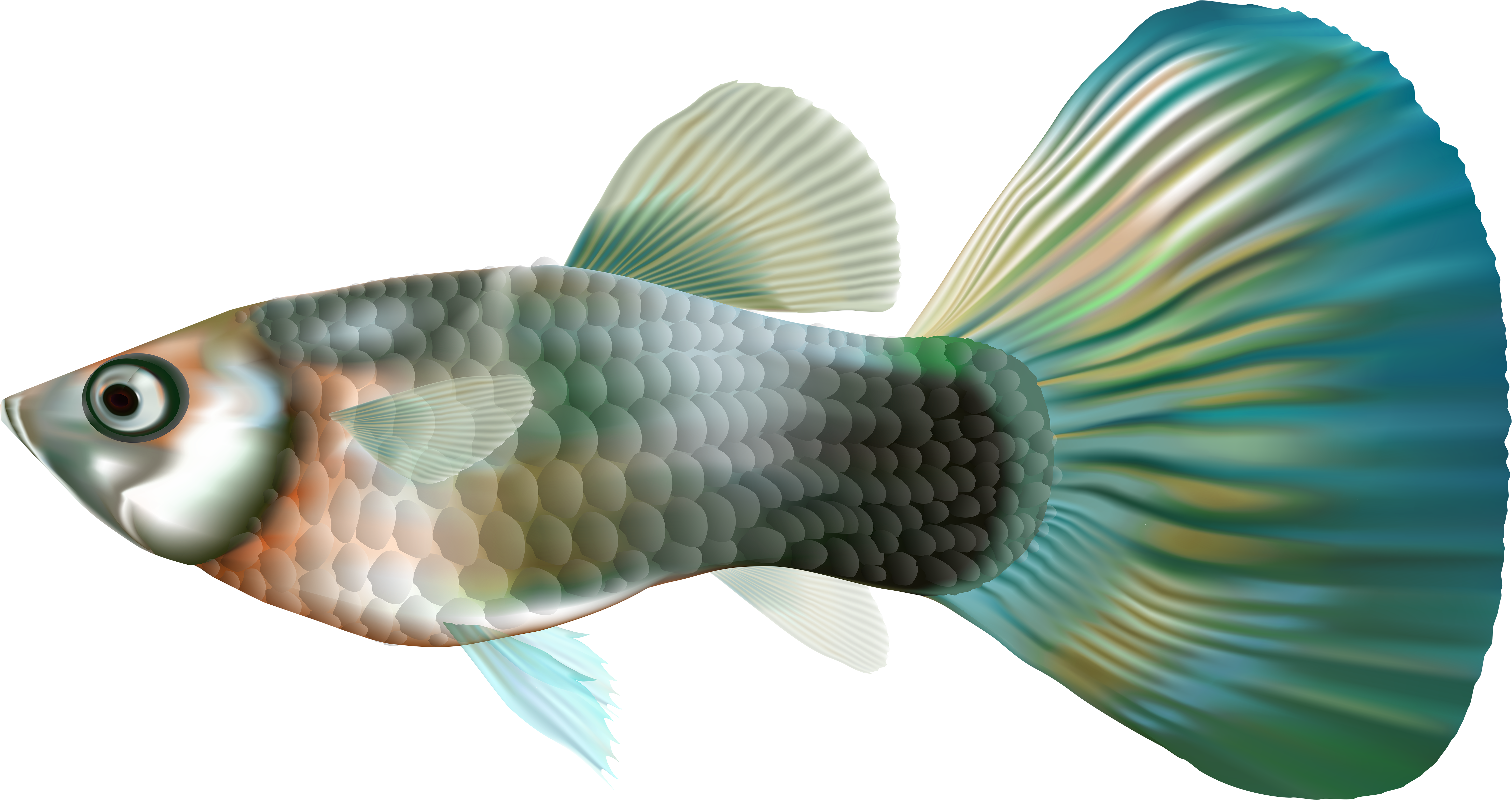 Fish Clipart Underwater - Transparent Guppy Fish Png, Png Download PNG with transparent background