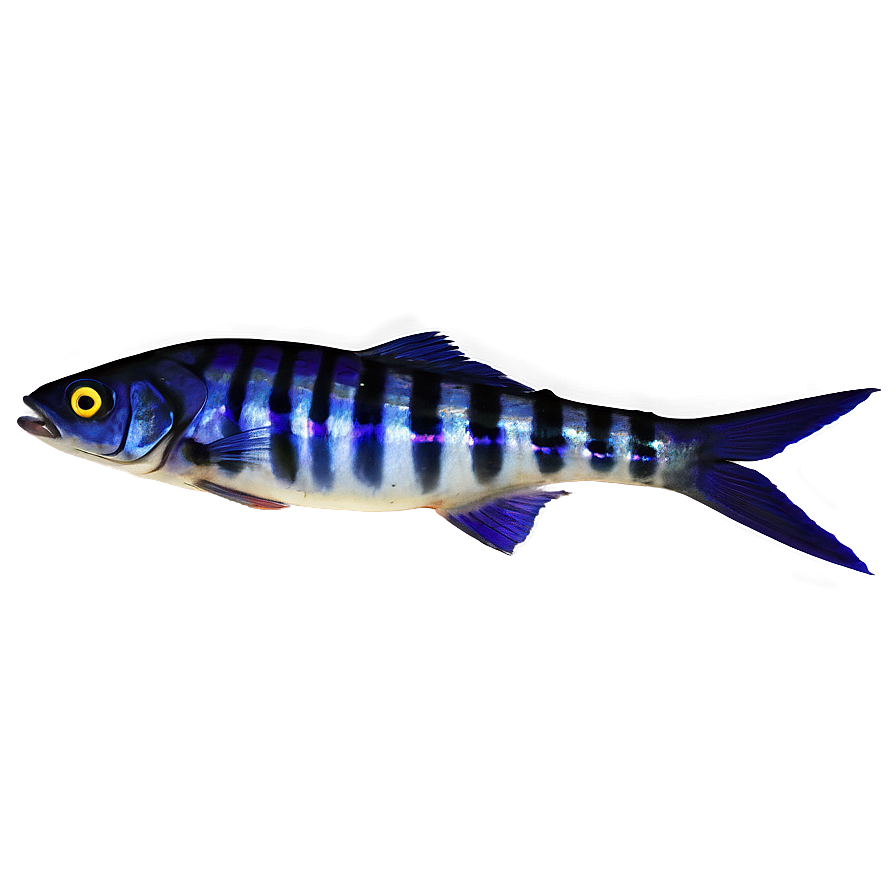 Fish Dish Png 14