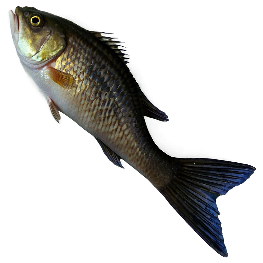 Fish Tail Png Kam