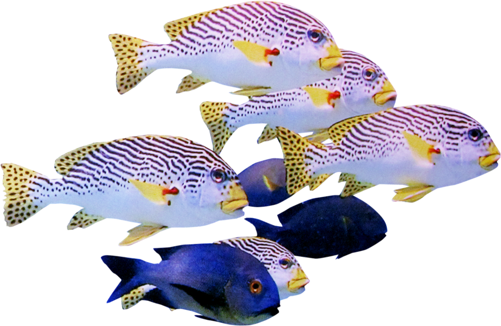 Fish Transparent School, HD Png Download PNG with transparent background