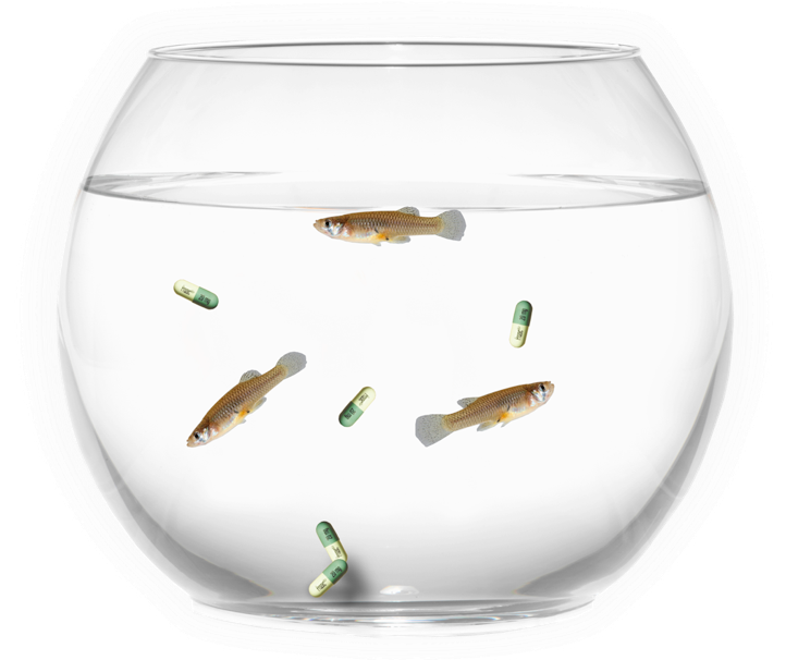 Fish Bowl - Aquarium - Aquarium, HD Png Download PNG with transparent background