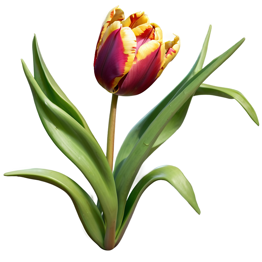 Flaming Tulip Png 30