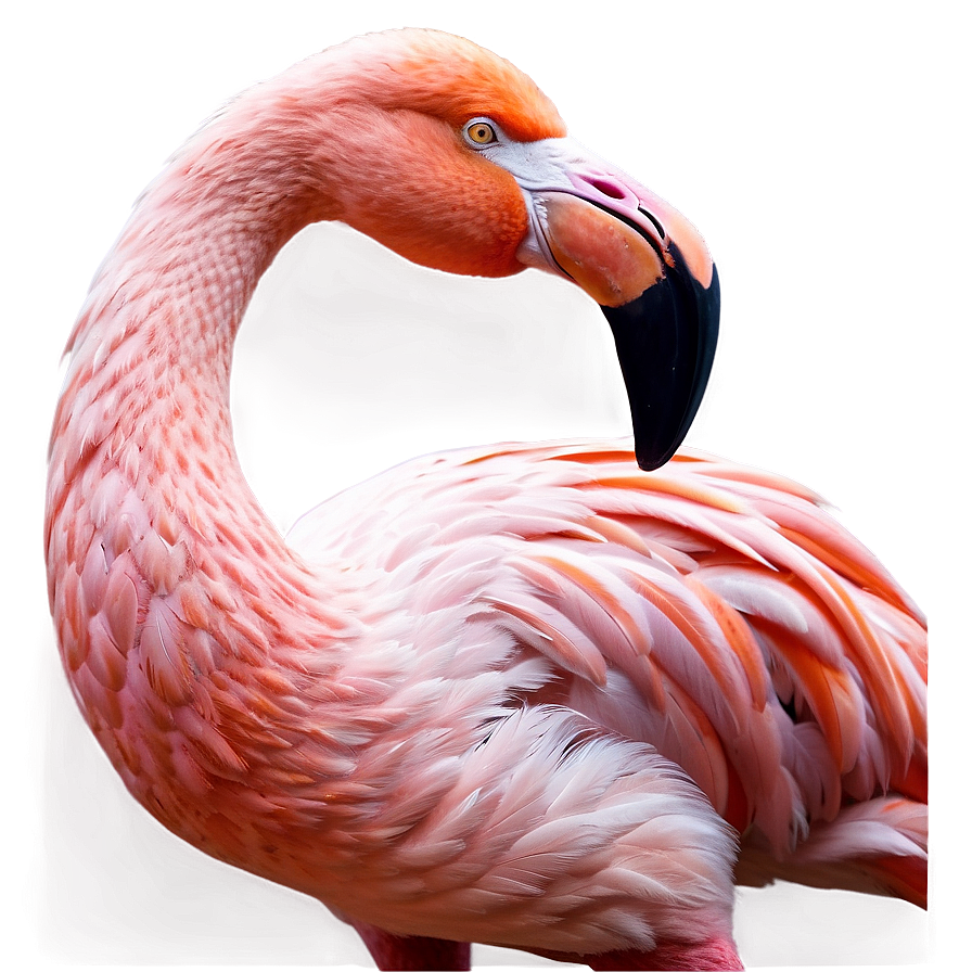 Flamingo And Stars Night Png 89