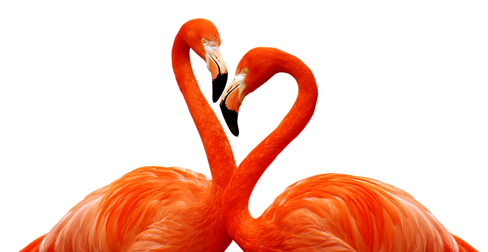 Flamingo Heart Formation PNG with transparent background